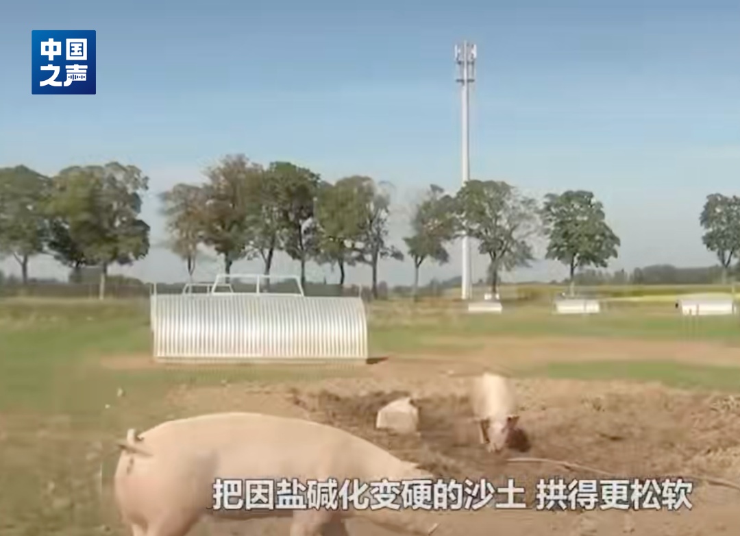 10万头猪让“沙漠变绿洲”？当地回应