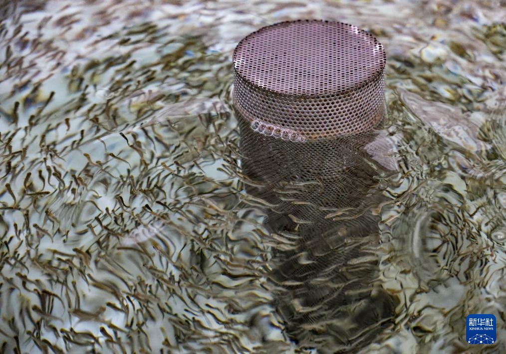 60万尾鱼苗放流图们江