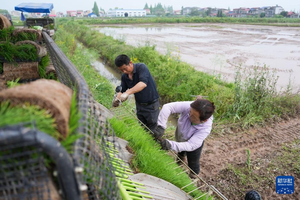 无人驾驶农机助力洞庭湖畔春耕作业