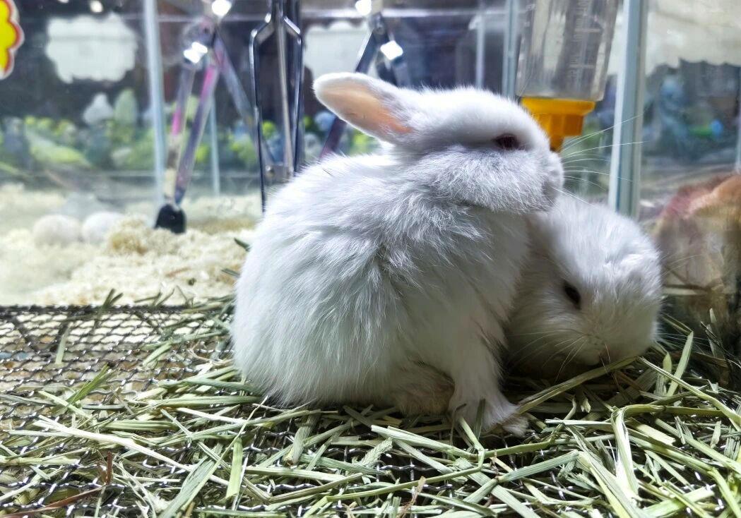 宠物能独自“坐”高铁吗？官方讲解来了！