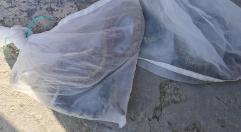 一条、两条、三条!腐叶堆里不断蠕动,居然是蛇在“带娃”? 一条、两条、三条!腐叶堆里不断蠕动,居然是蛇在“带娃”?