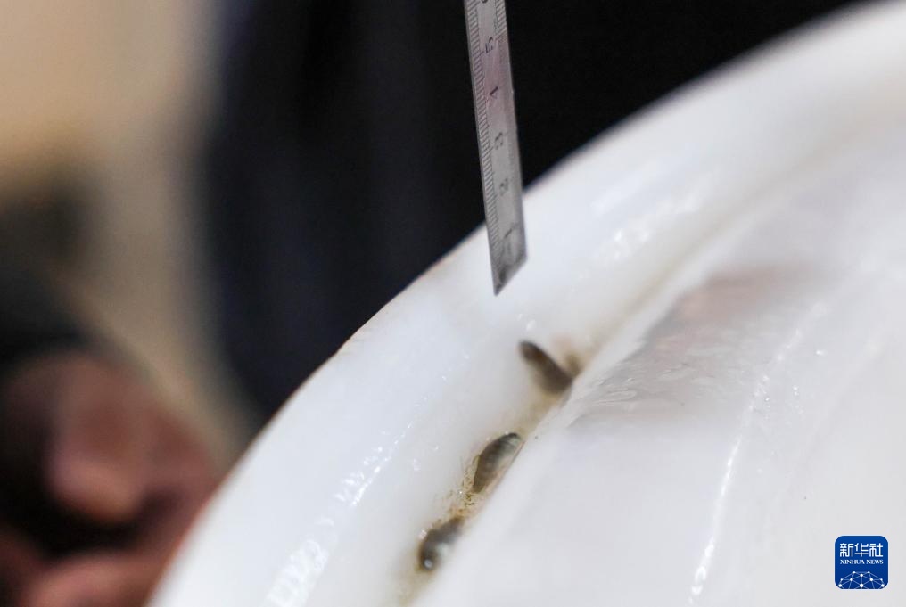 60万尾鱼苗放流图们江