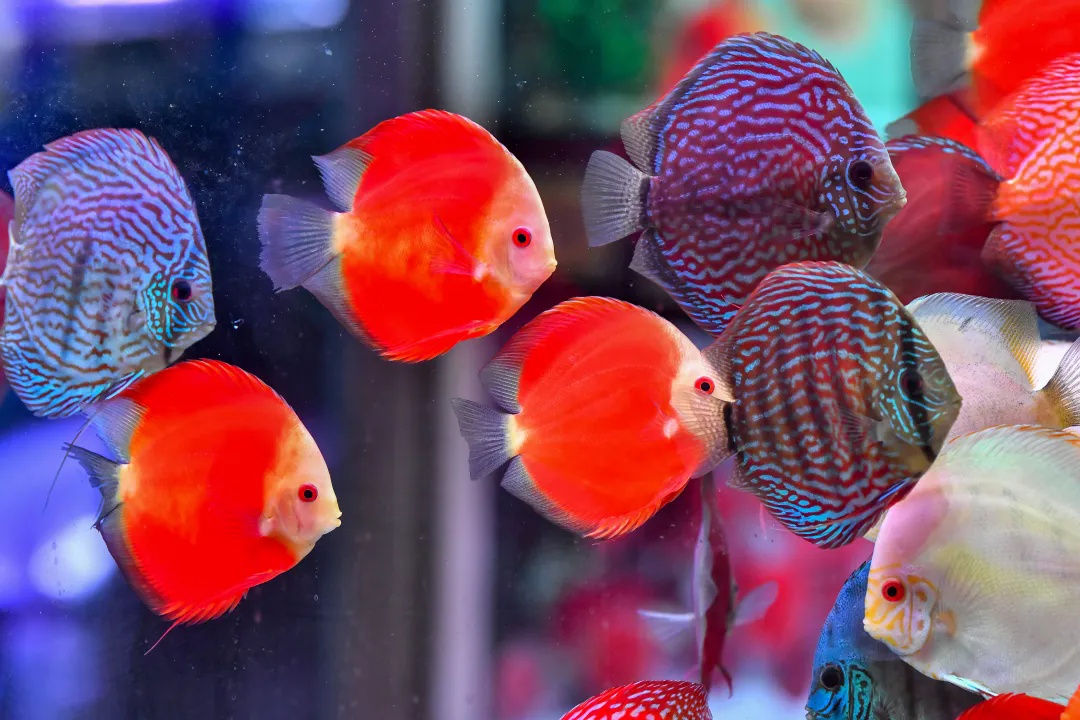 宠物能独自“坐”高铁吗？官方讲解来了！