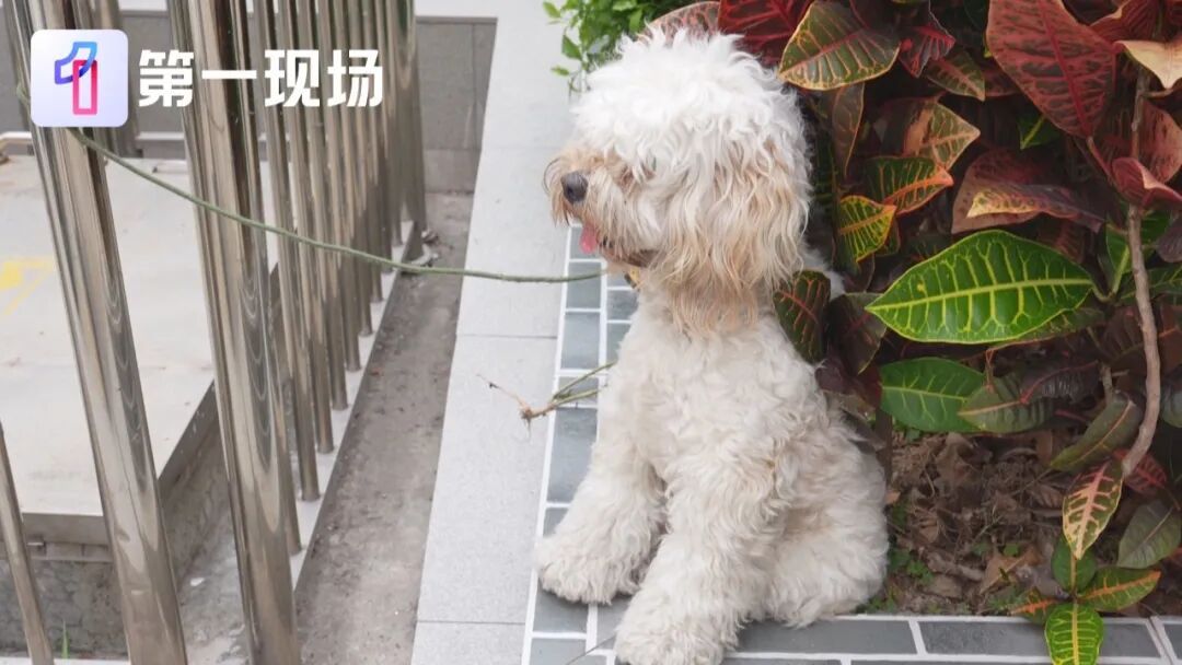 高烧一整周，用药无效，男子患罕见传染病！医生：人传人非常少见