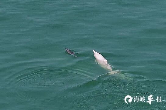 厦门海域出现中华白海豚结伴出游，其中一只尚未满月，系今年首次发现
