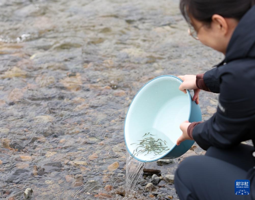 60万尾鱼苗放流图们江