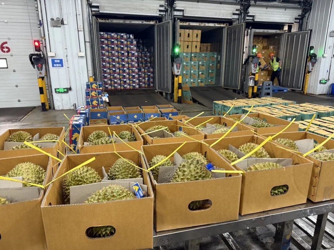 50吨海运新鲜榴莲，运抵广州！