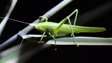 江苏多地出现神秘“电流声”？供电公司连夜排查…