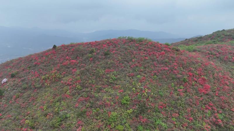 江西宁都：万亩映山红绽放 春日花海醉游人