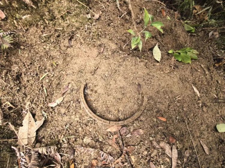 台州女子私自放置捕兽夹，夹住一只“三有”动物黄麂，并致其死亡！警方：已被刑拘