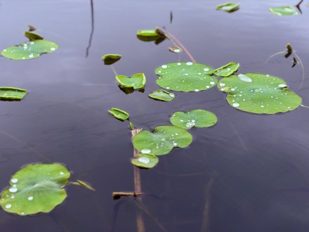 好清新的一抹绿！