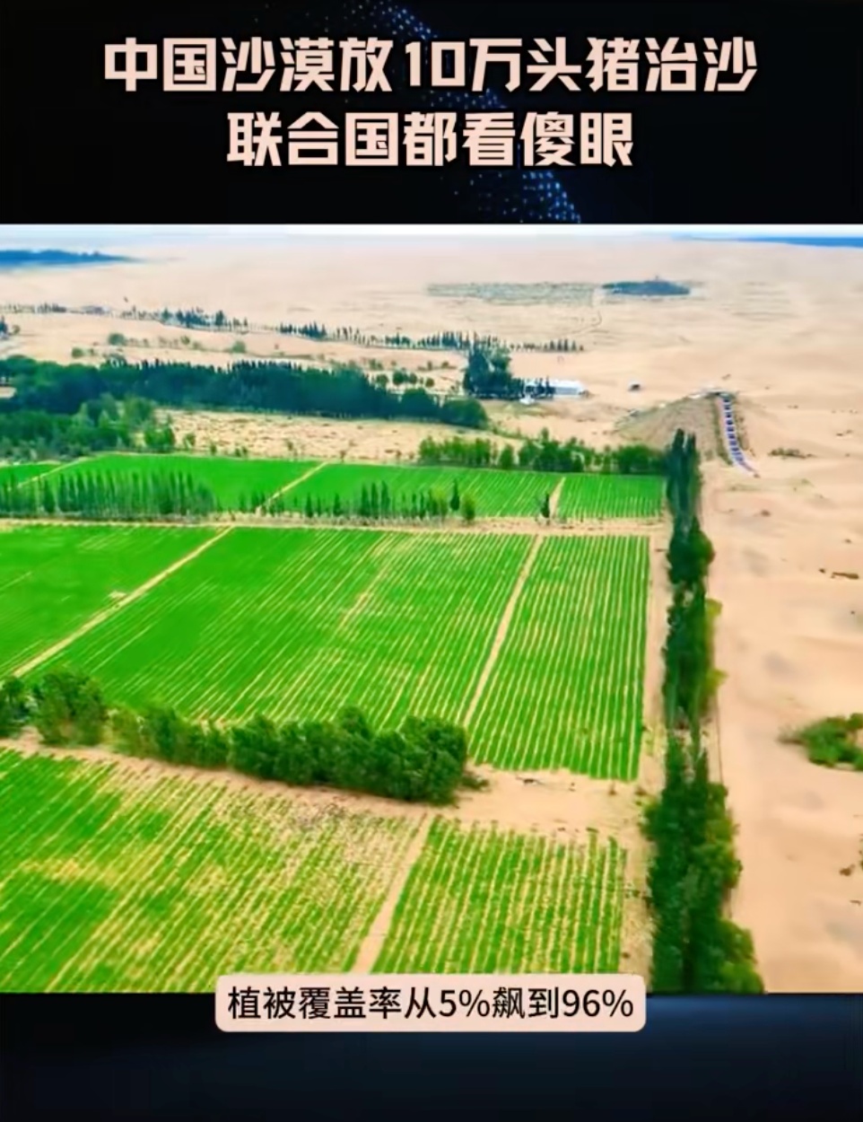 10万头猪让“沙漠变绿洲”？当地回应