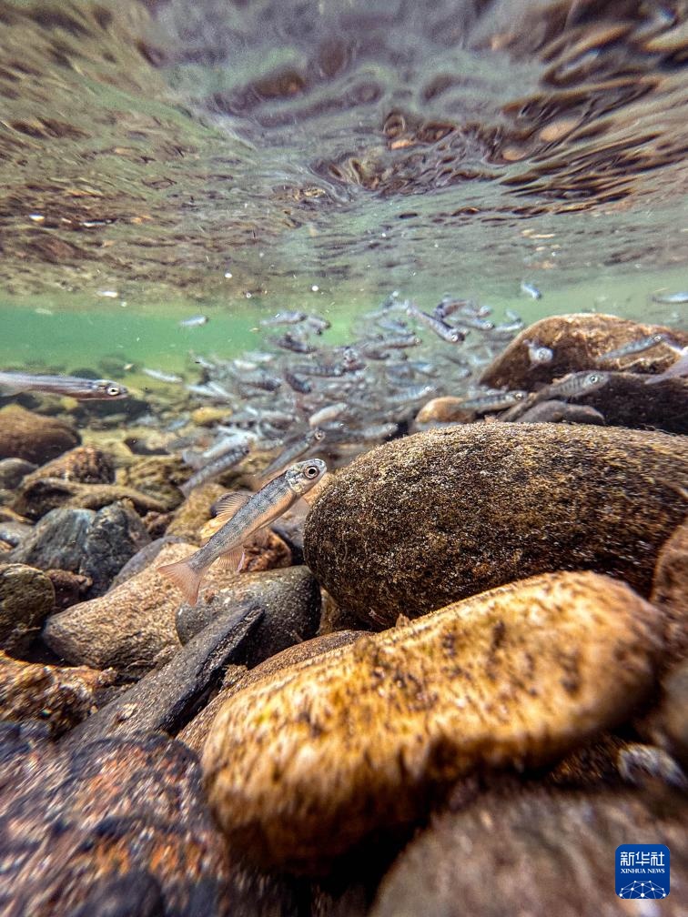 60万尾鱼苗放流图们江