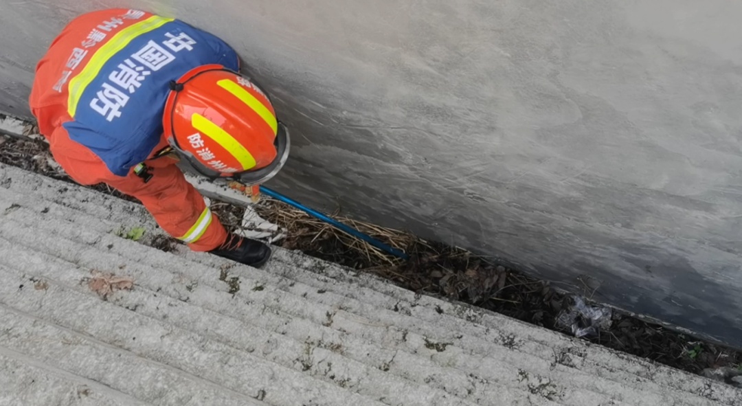 一条、两条、三条!腐叶堆里不断蠕动,居然是蛇在“带娃”? 一条、两条、三条!腐叶堆里不断蠕动,居然是蛇在“带娃”?