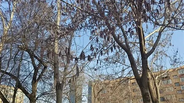 街头又见“毛毛虫”,其实是杨树在授粉 街头又见“毛毛虫”,其实是杨树在授粉