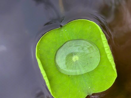 好清新的一抹绿！
