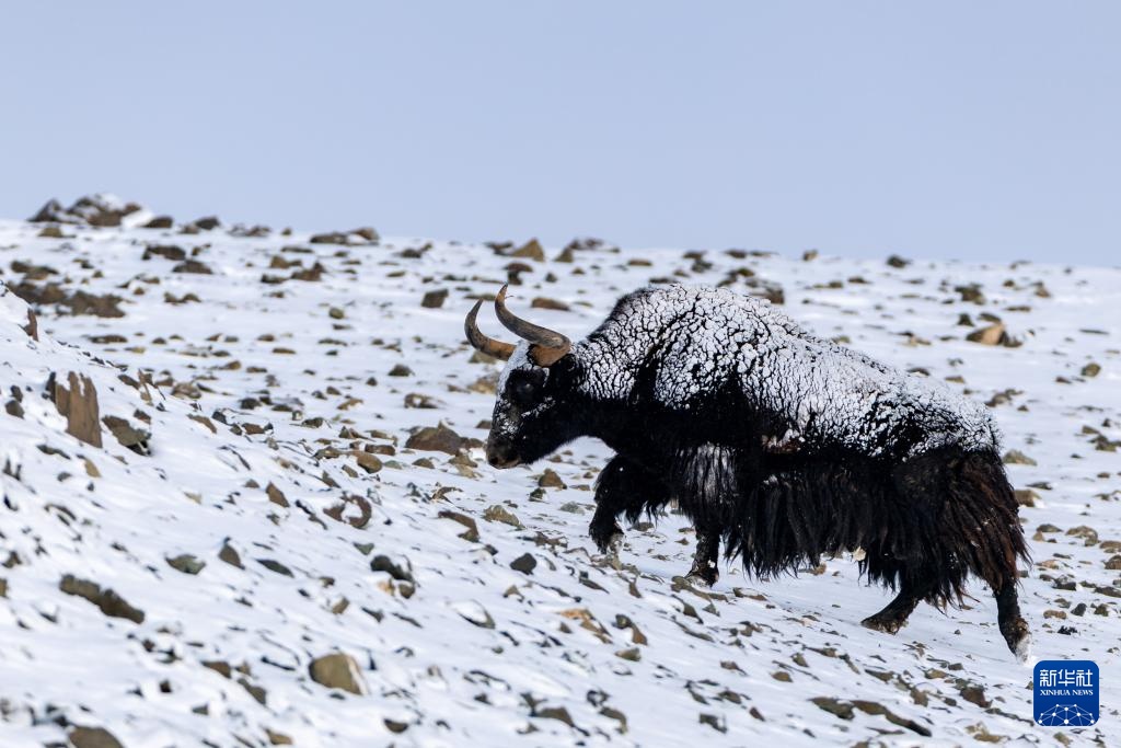 探秘羌塘无人区腹地的“巴毛穷宗”