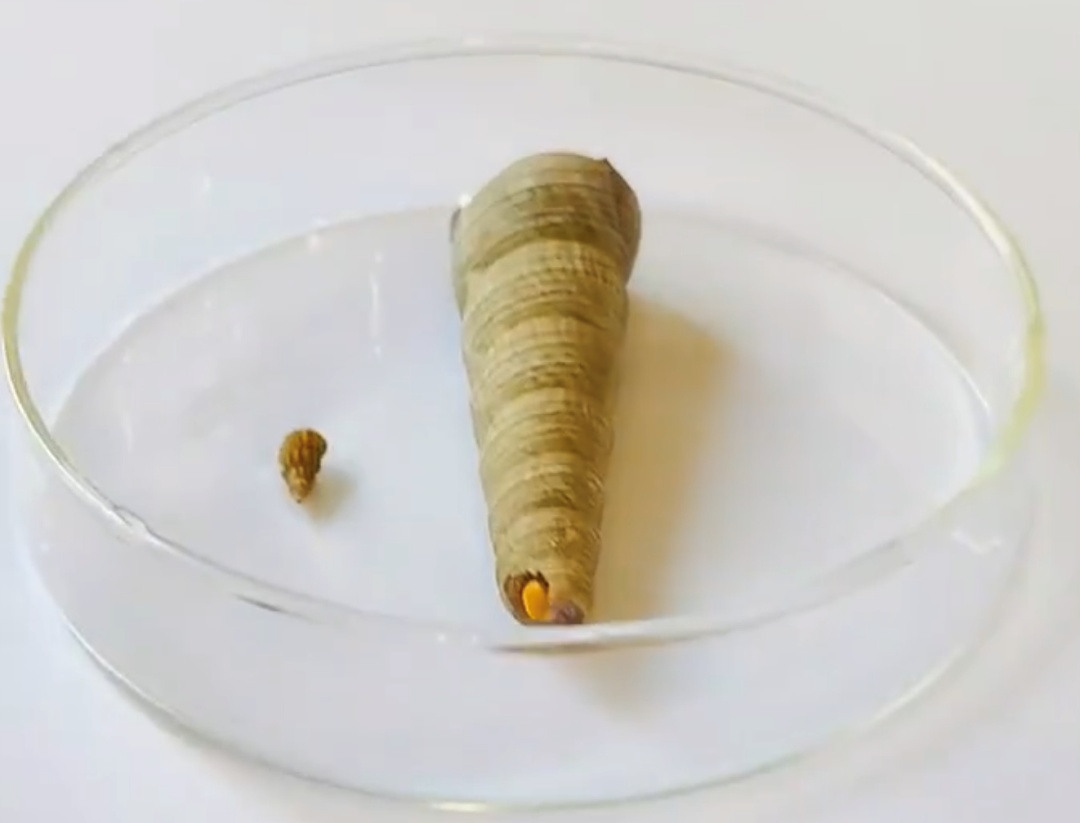 接触10秒即可感染!正值高峰期,中疾控提醒 接触10秒即可感染!正值高峰期,中疾控提醒