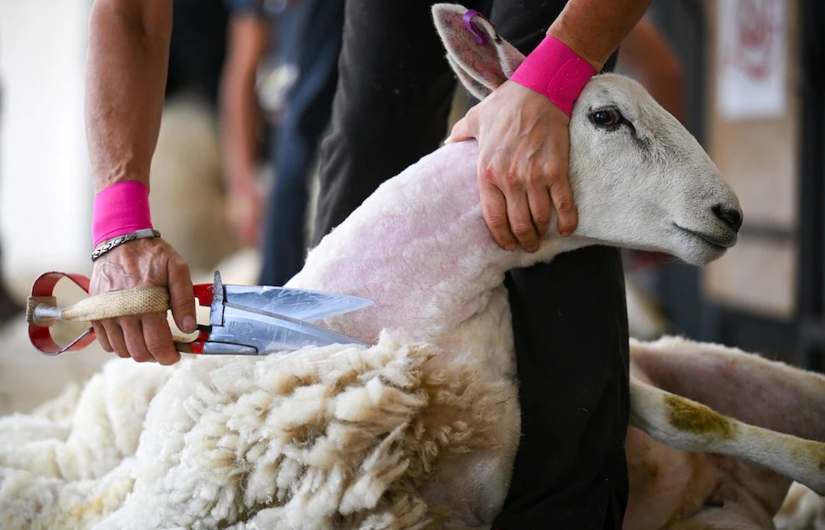 英媒：专业工人少，英国人“薅羊毛”难