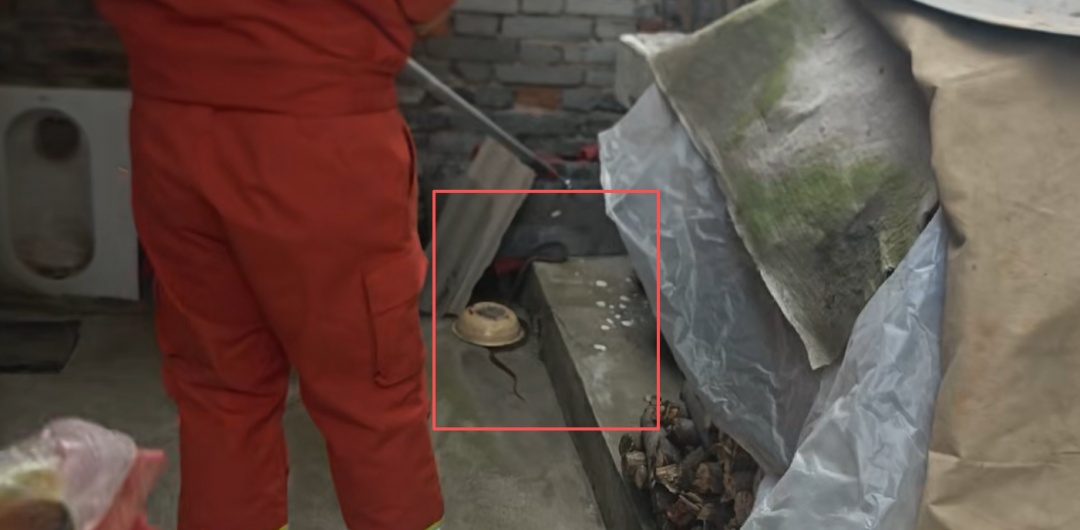 警惕！西安住户家中现“不速之客”，遇到立刻报警→