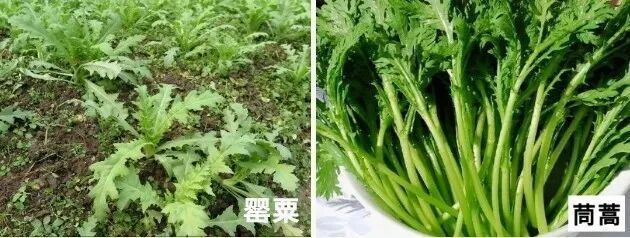 3名小学生发现罂粟，后续来了！网友：又有小孩哥立功