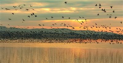 候鸟“衔”来幸福果
