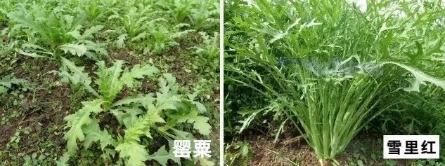 3名小学生发现罂粟，后续来了！网友：又有小孩哥立功
