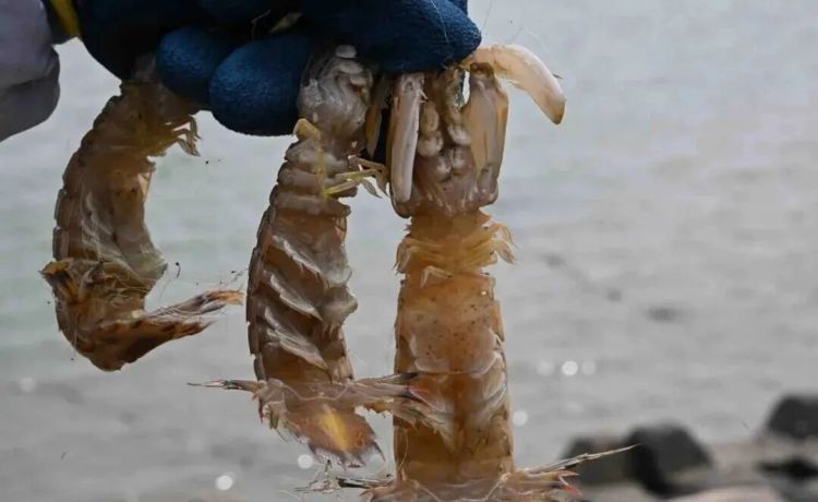 每斤30-40元，青岛这里一船能捕1000多斤！上岸就被抢购，市民：再不吃就来不及了……