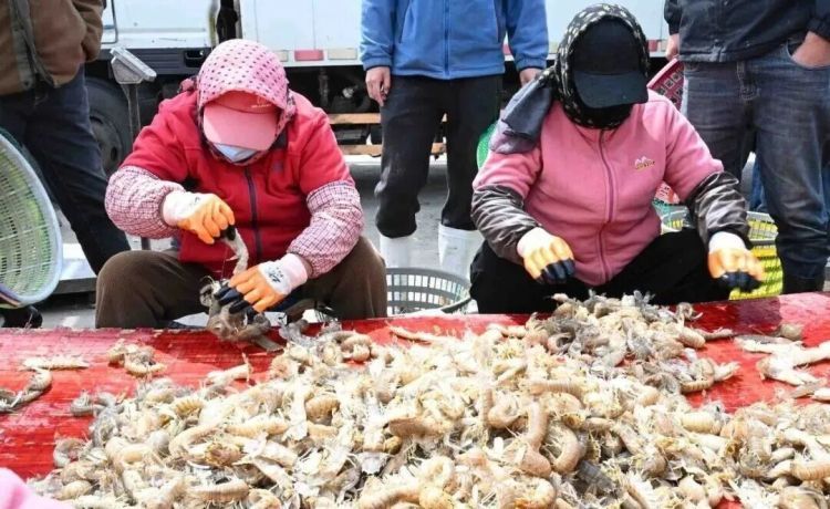 每斤30-40元，青岛这里一船能捕1000多斤！上岸就被抢购，市民：再不吃就来不及了……