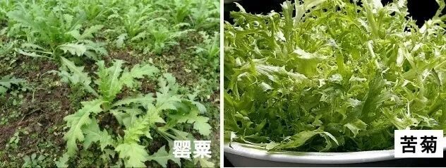 3名小学生发现罂粟，后续来了！网友：又有小孩哥立功