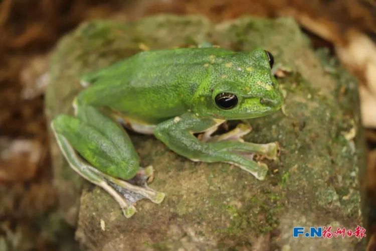 神奇！福州树上惊现“泡沫棉花糖”！真相竟是蛙卵