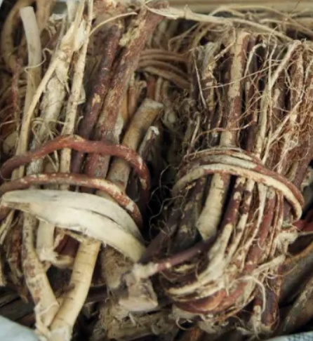 3g就能致死！复刻“莫氏鸡煲”别弄错这个原料→