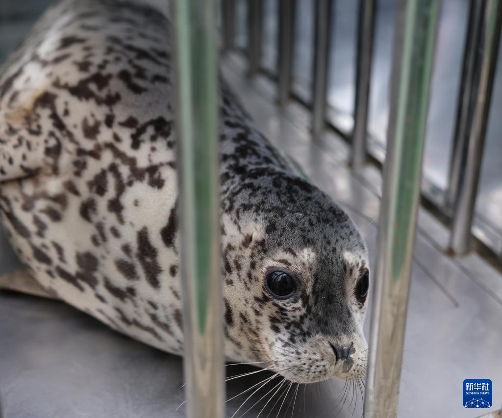 保护救助、人工繁育 我国放归5头西太平洋斑海豹