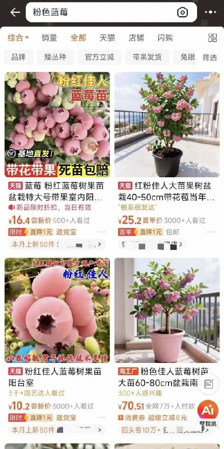 “粉色蓝莓”一颗难求，炒至400元/斤？专家：没那么神 10多年前就已引入