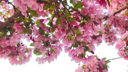 粉粉嫩嫩！北京大片海棠花盛放好浪漫