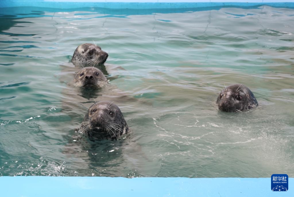 保护救助、人工繁育 我国放归5头西太平洋斑海豹