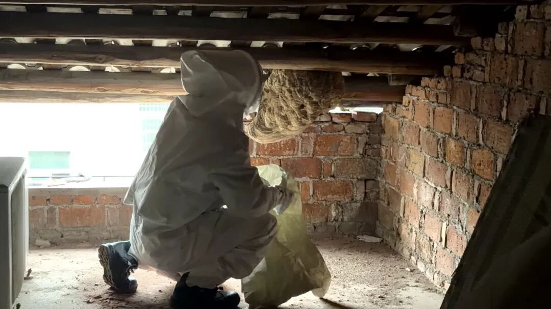 “我是‘柳宗元’，最近做了一次采耳……”