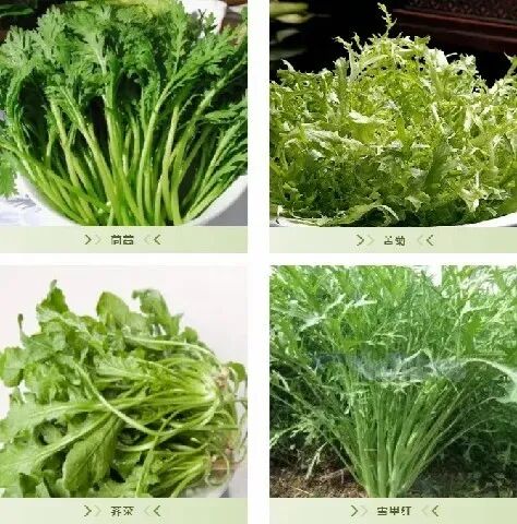 3名小学生发现罂粟，后续来了！网友：又有小孩哥立功