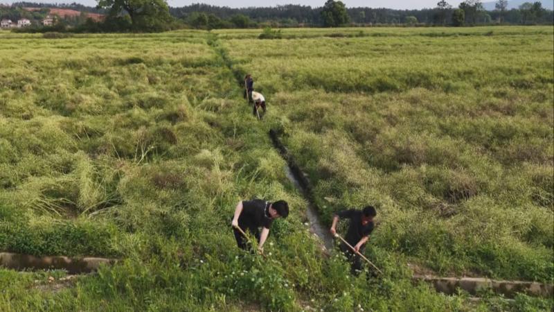 江西吉水：排涝护苗战雨情 16万亩油菜筑牢“安全网”