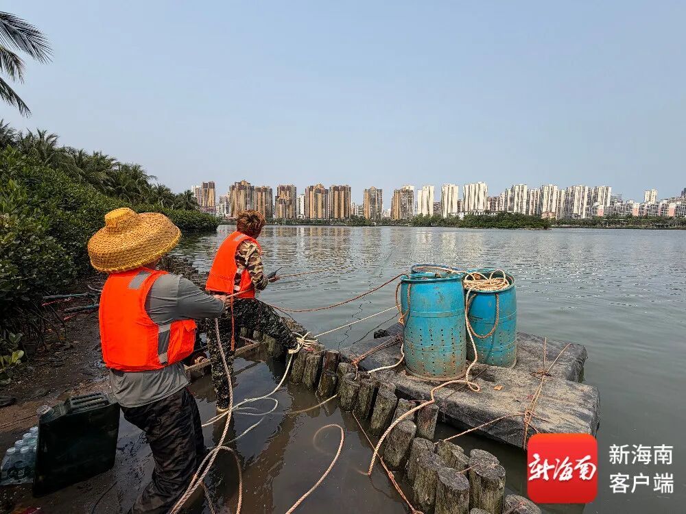 海口红城湖开展捕鱼作业！鱼能吃吗？可以钓鱼吗？回应→