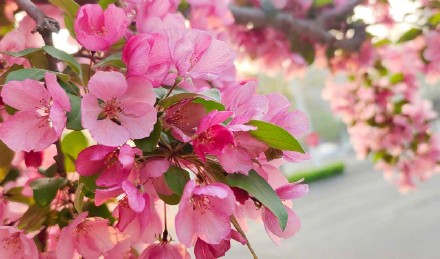 粉粉嫩嫩！北京大片海棠花盛放好浪漫