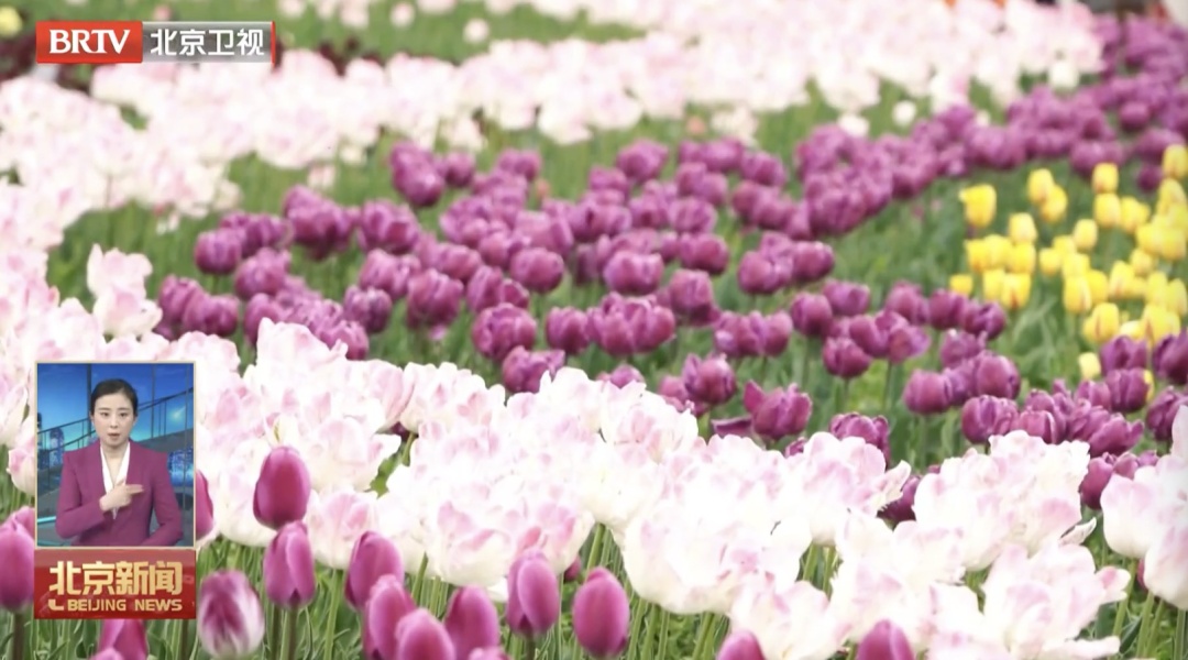 不止北影节！北京四月藏着“光影+书香+花海”的宝藏玩儿法——