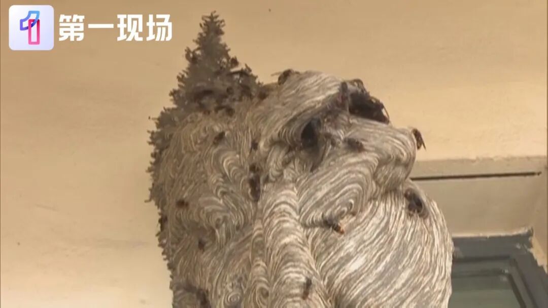 六旬老人看见马蜂窝“上手就干”，两年被蜇伤3次，全身过敏！深圳迎来“高蜂期”