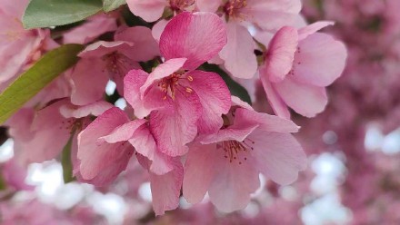 粉粉嫩嫩！北京大片海棠花盛放好浪漫