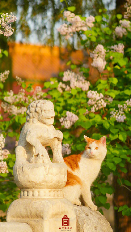 周末开启前，来转转故宫花猫壁纸