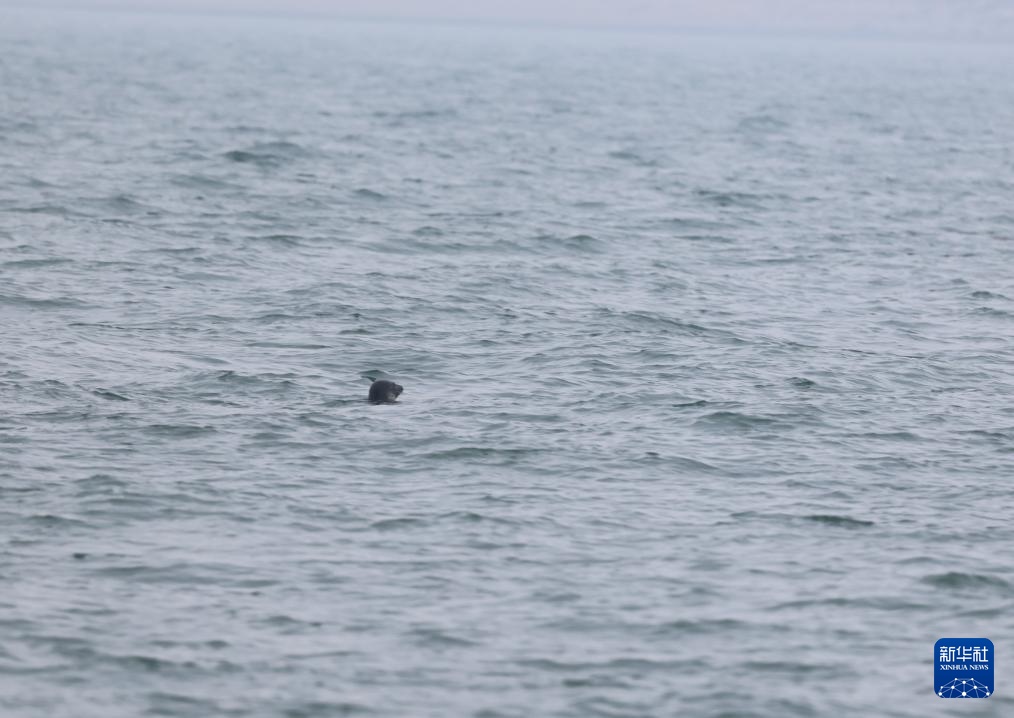 保护救助、人工繁育 我国放归5头西太平洋斑海豹