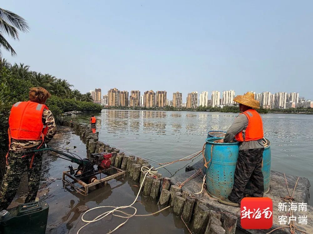 海口红城湖开展捕鱼作业！鱼能吃吗？可以钓鱼吗？回应→