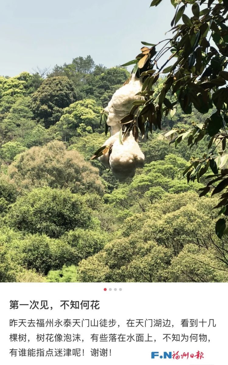 神奇！福州树上惊现“泡沫棉花糖”！真相竟是蛙卵