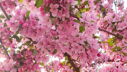 粉粉嫩嫩！北京大片海棠花盛放好浪漫
