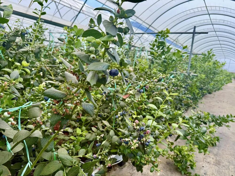 “蓝莓自由”成热词，它的降价原因是什么？